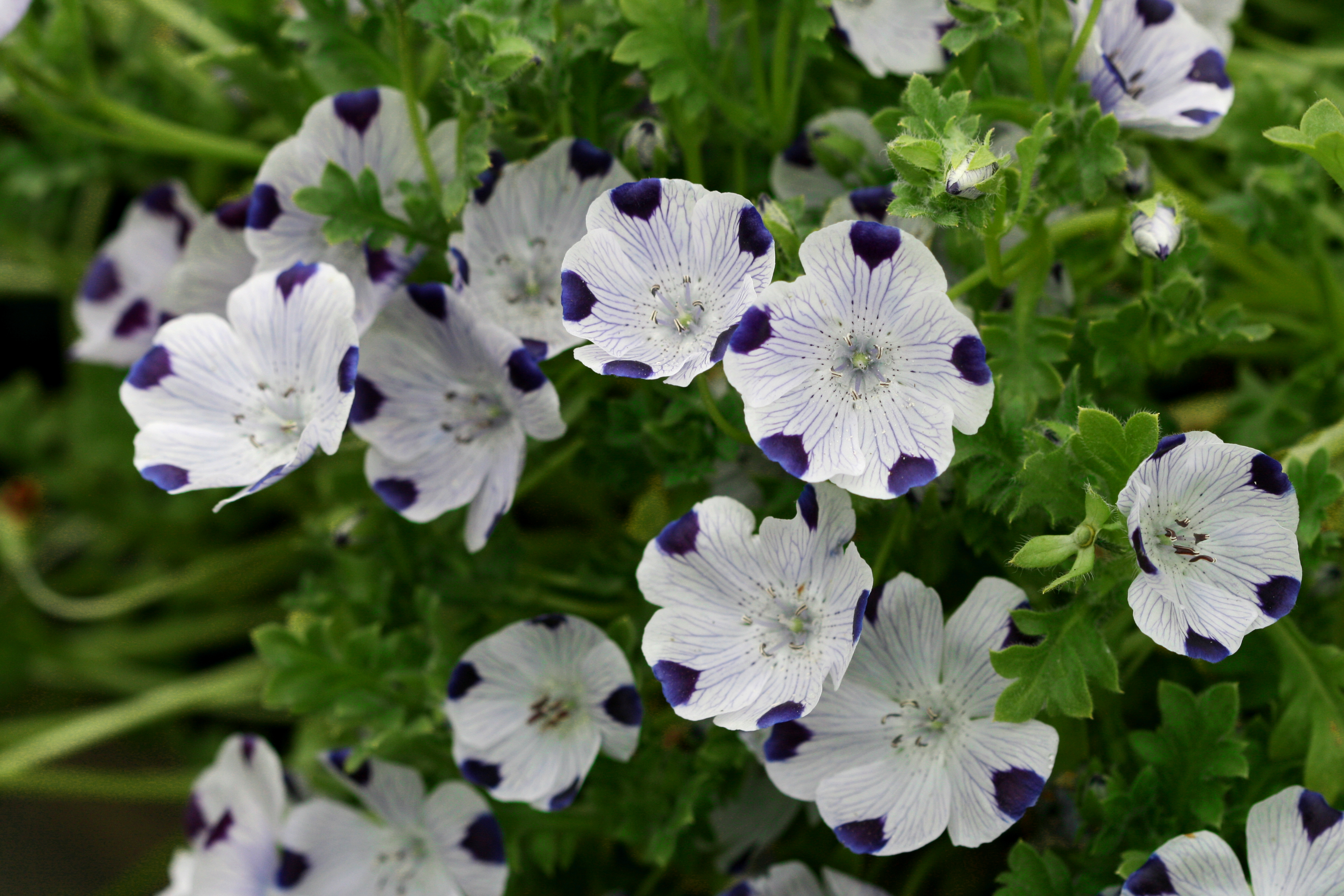 Nemophila Maculata Emerisa Gardens