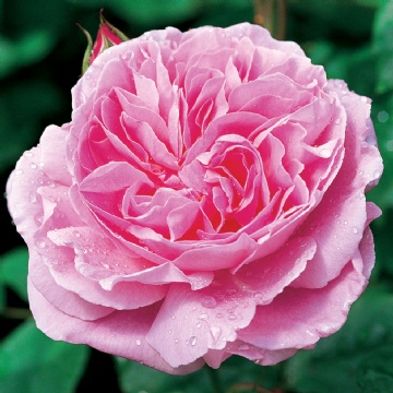ROSA \'Mary Rose\' (=Ausmary) (own root) | emerisa gardens