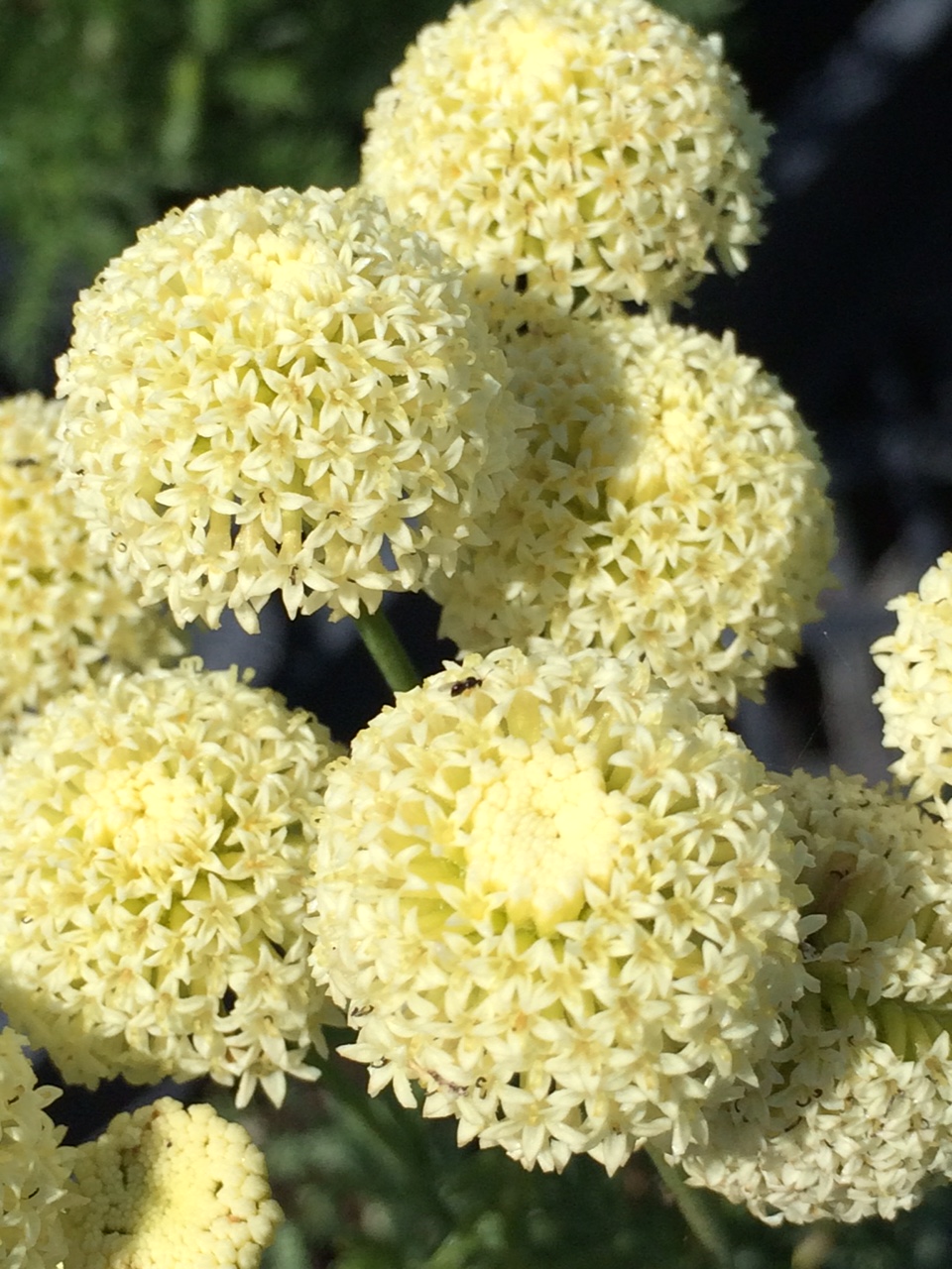 SANTOLINA chamaecyparissus 'Lemon Queen' | emerisa gardens