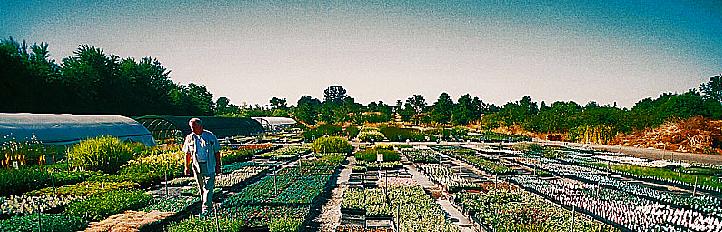 emerisa gardens wholesale nursery sonoma county