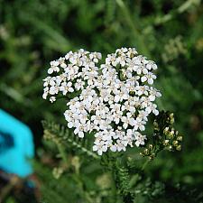 ACHILLEA millefolium 'White Beauty', Yarrow