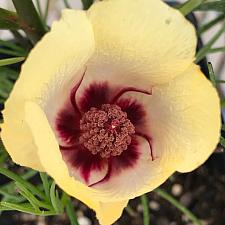 ALYOGYNE hakeifolia 'Yellow', Australian Hibiscus, Native Hibiscus