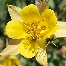 AQUILEGIA chrysantha, Golden Spur Columbine
