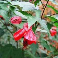 ABUTILON x hybridum 'Dwarf Red', Flowering Maple, Chinese Lantern