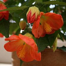 ABUTILON 'Lucky Lantern Tangerine', Dwarf Flowering Maple, Chinese Lantern