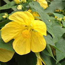 ABUTILON 'Lucky Lantern Yellow', Dwarf Flowering Maple, Chinese Lantern