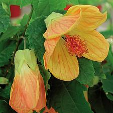 ABUTILON hybrid 'Melon Sorbet', Flowering Maple, Chinese Lantern