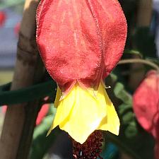 ABUTILON 'Teardrop', Flowering Maple, Chinese Lantern