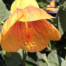 ABUTILON megapotamicum 'Halo', Flowering Maple, Chinese Lantern