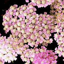 ACHILLEA millefolium 'Wonderful Wampee', Tutti Frutti Series Yarrow