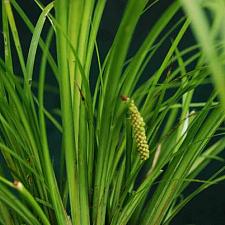 ACORUS gramineus 'Licorice', Japanese Sweet Flag, Grassy Sweet Flag
