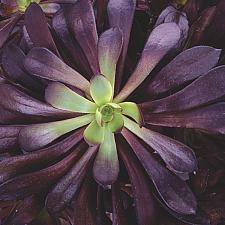AEONIUM hybrid 'Zwartkop', Black Rose