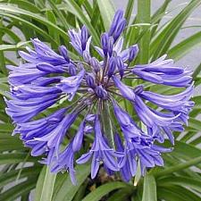 AGAPANTHUS 'New Blue' (syn. A. africanus 'New Blue'), Lily-of-the-Nile