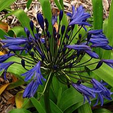 AGAPANTHUS 'Storm Cloud', Lily-of-the-Nile