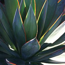 AGAVE 'Blue Glow', Agave