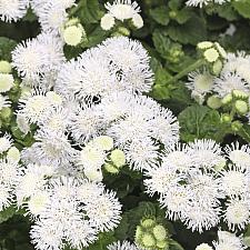 AGERATUM houstonianum 'Bumble White', Floss Flower