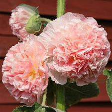 ALCEA rosea 'Chater's Double Salmon Pink', Hollyhock