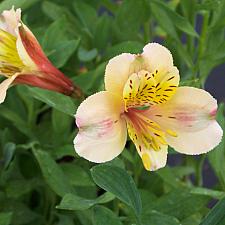 ALSTROEMERIA 'Creamsicle', Peruvian Lily, Butterfly Lily