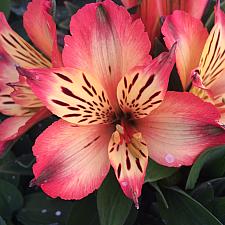 ALSTROEMERIA 'Inticancha Bryce', Peruvian Lily