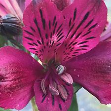 ALSTROEMERIA 'Inticancha Dark Purple', Peruvian Lily