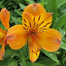 ALSTROEMERIA 'Marmalade', Peruvian Lily, Butterfly Lily