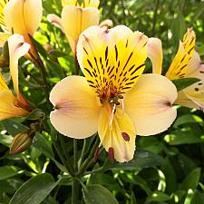 ALSTROEMERIA 'Roy's Yellow', Peruvian Lily