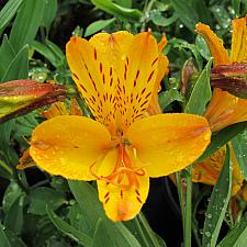 ALSTROEMERIA 'Sussex Gold', Peruvian Lily