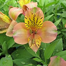 ALSTROEMERIA 'Third Harmonic', Butterfly Lily, Peruvian Lily