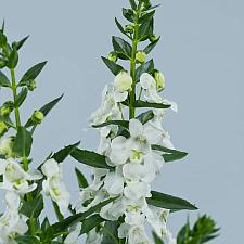 ANGELONIA angustifolia Alonia 'Big Snow', Summer Snapdragon