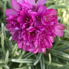 ARMERIA maritima 'Nifty Thrifty', Variegated Common Thrift, Variegated Sea Pink