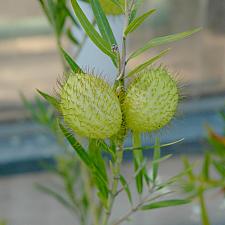 ASCLEPIAS fruticosus (Gomphocarpus), Mini Swan Milkweed, Cotton Bush