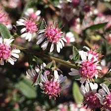 ASTER lateriflorus 'Lady in Black', Aster