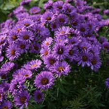 ASTER 'Purple Dome' (syn. SYMPHYOTRICHUM 'Purple Dome'), New England Aster