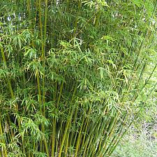 BAMBUSA multiplex, Clumping Bamboo