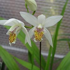 BLETILLA striata 'Alba', Chinese Ground Orchid