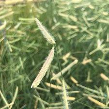 BOUTELOUA gracilis 'Blonde Ambition', Blue Grama Grass, Mosquito Grass
