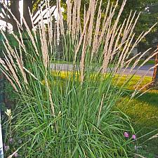 CALAMAGROSTIS x acutiflora 'Karl Foerster', Foerster's Feather Reed Grass