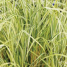 CALAMAGROSTIS x acutiflora 'Overdam', Feather Reed Grass