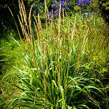 CALAMAGROSTIS nutkaensis 'The King', Pacific Reed Grass, Bunch Grass