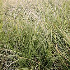 CAREX pansa, California Meadow Sedge, Dune Grass