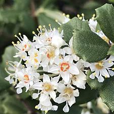 CEANOTHUS maritimus 'Popcorn', White California Lilac