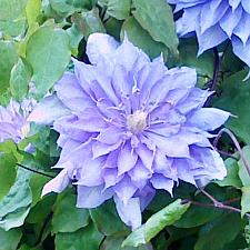 CLEMATIS 'Countess of Lovelace', Clematis: Early Large-flowered type