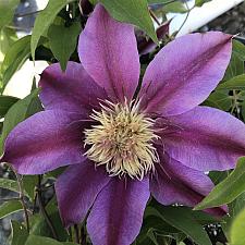 CLEMATIS 'Empress', Clematis: Early Large-flowered type