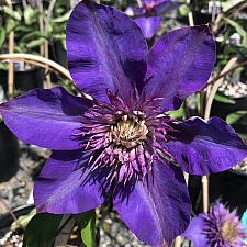 CLEMATIS 'Multi Blue', Clematis: Mid-season large-flowered type