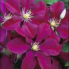 CLEMATIS 'Niobe', Clematis: Early Large-flowered type