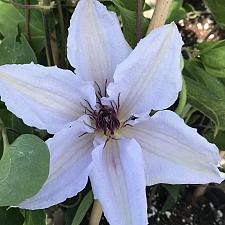 CLEMATIS 'Snow Queen', Clematis: Early Large-flowered type