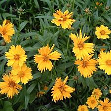 COREOPSIS grandiflora Sunny Day (='Balcorsunay'), Tickseed