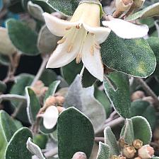 CORREA `Ivory Bells', Australian Fuchsia