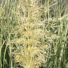 CORTADERIA selloana 'Silver Comet', Pampas Grass