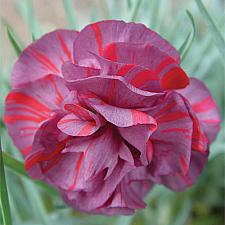 DIANTHUS caryophyllus 'Chomley Farran', Carnation, Clove Pink